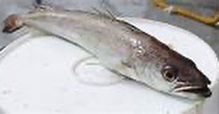 This pair may look like something out of a horror film but we can assure you they taste better than they look!!!special this evening in the restaurant Is Monkfish and Hake……visiting the takeaway? Just ask to try instead of the usual Cod &amp; Haddock
 #lovefishnchips #milborneport