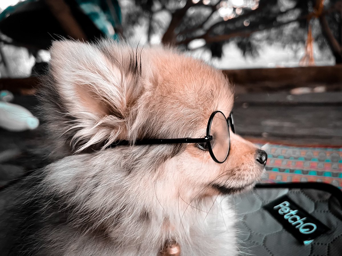 blackdropfor3's tweet photo. 🐾 https://t.co/hLiRkT6A55