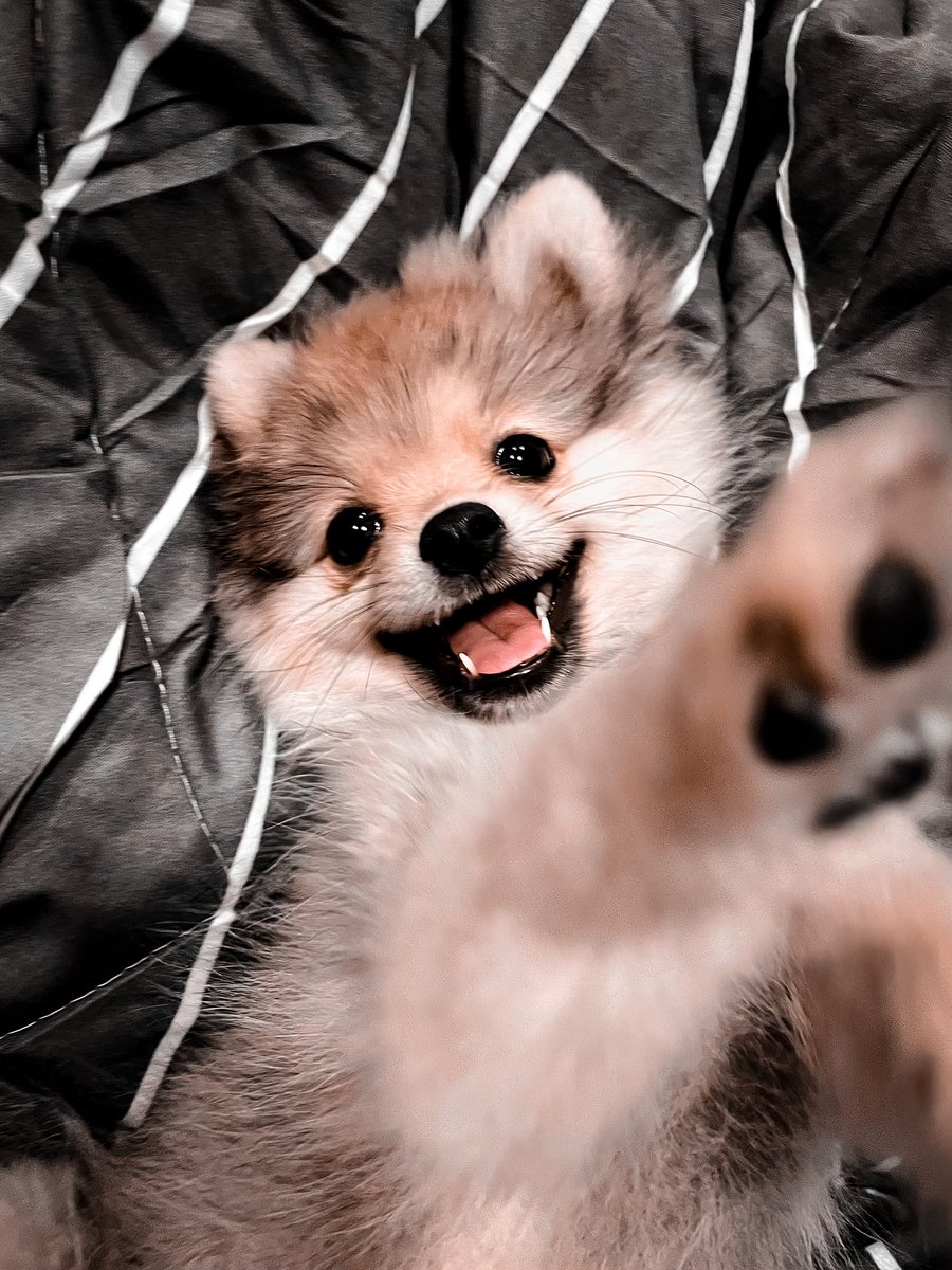 blackdropfor3's tweet photo. 🐾 https://t.co/hLiRkT6A55