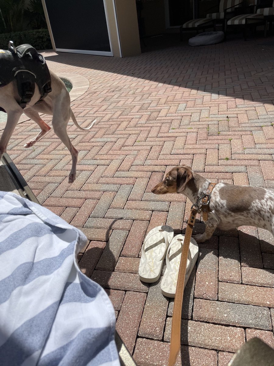 ddiroberto222's tweet photo. Sun dogs by the pool 😎 #hotdogs, #dogdayafternoon, #dogsofsummer, #girlsgowild https://t.co/1Y1hXDqIww