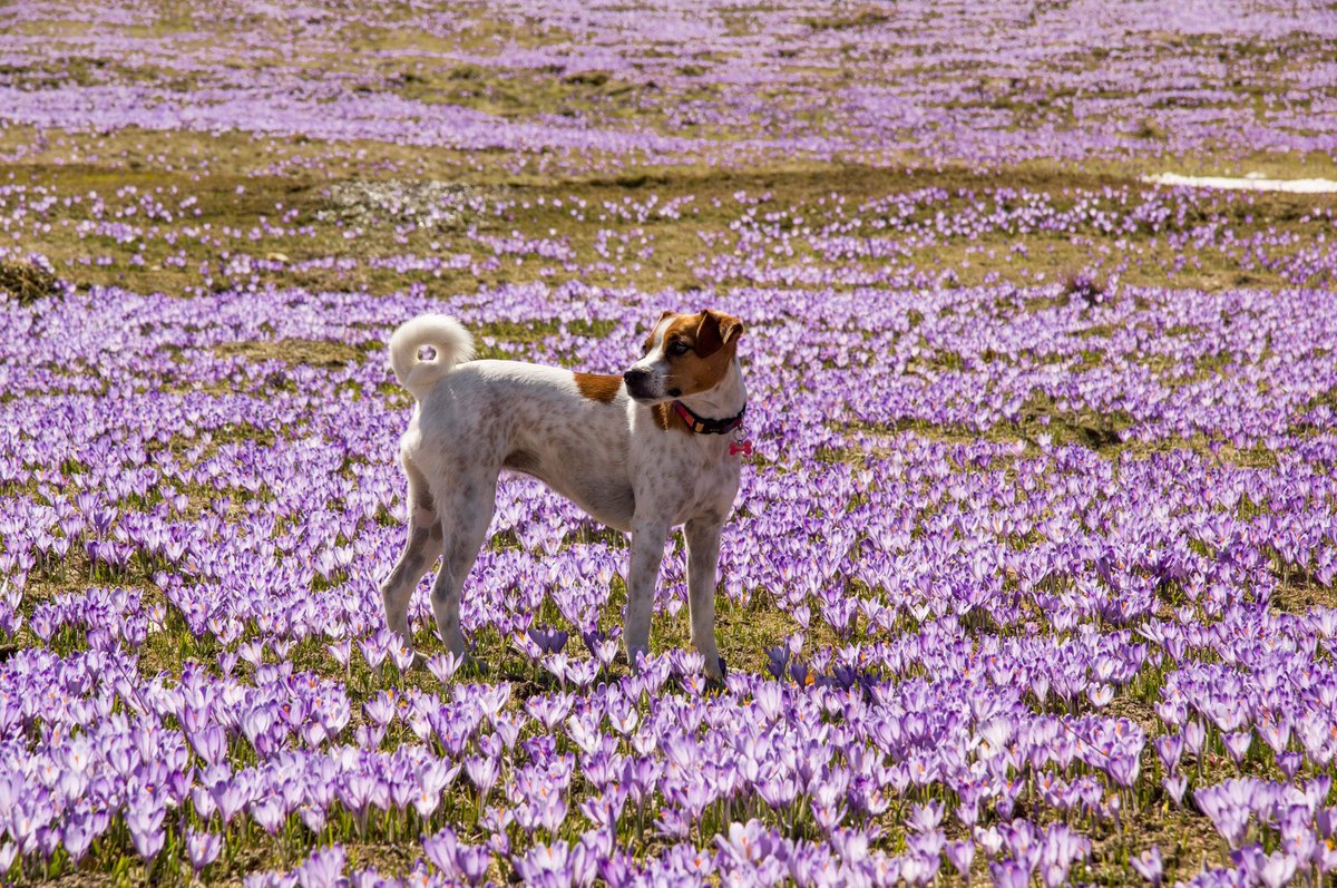 Velika Planina, Slovenia 🇸🇮 <a href="/KocaVel_Planina/">KocaVelikaPlanina</a> <a href="/SloveniaInfo/">Feel Slovenia</a>  #slovenia #spring #hiking #mountain #nature #crocus #saffron #sunset