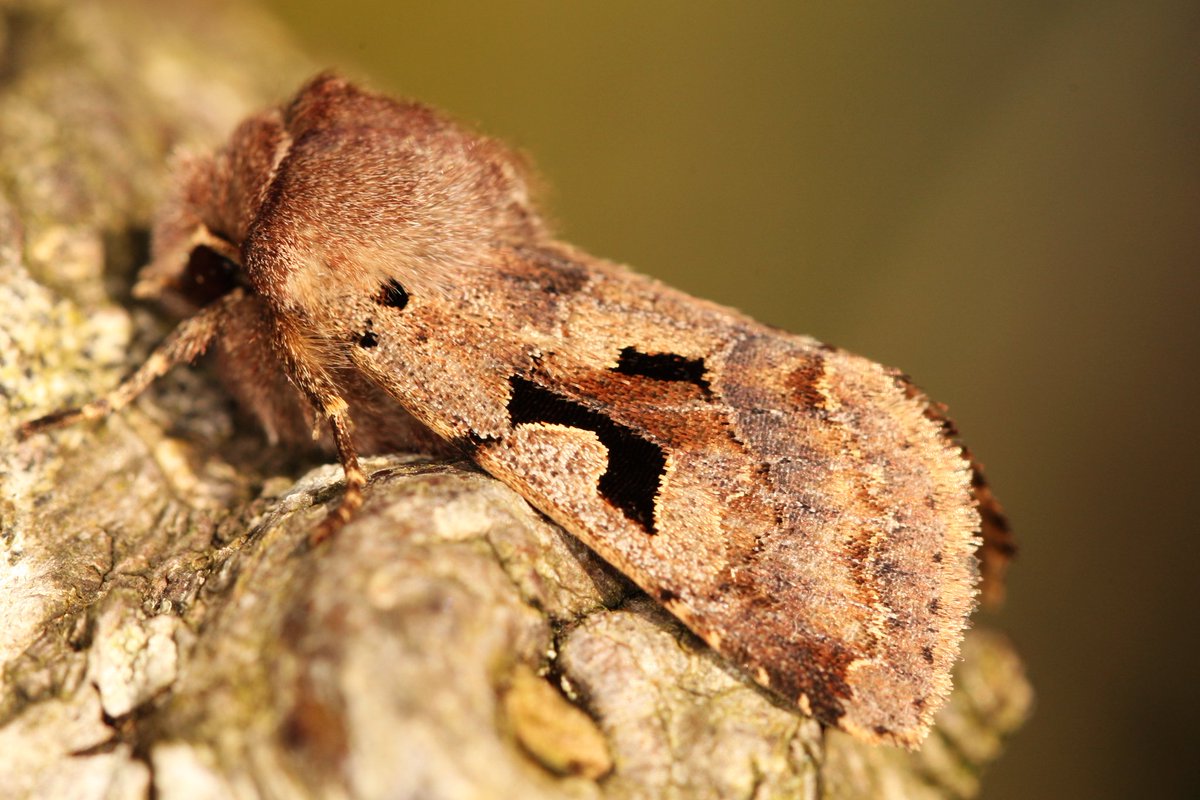Noctuidae10's tweet photo. The Hebrew Character (Orthosia gothica). Probably one of my favourite moths of spring, great to see them again!

#moths #insects #photography #mothtrapping #spring #nature @savebutterflies @BBCSpringwatch @BritishMoths @wildlife_uk https://t.co/IHzt4oxKng