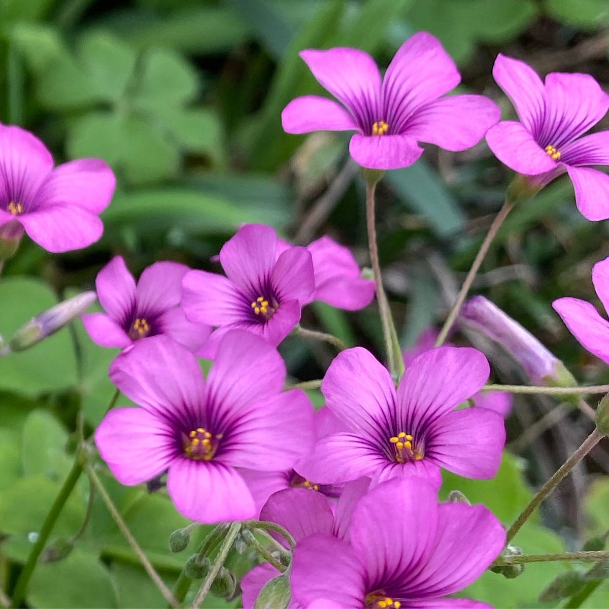 PiedmontPhysic's tweet image. Come visit us during the Environmental Art and Music Festival on April 22-23! #artfestival #musicfestival #scfestivals #UpstateSC #getdowntoearth