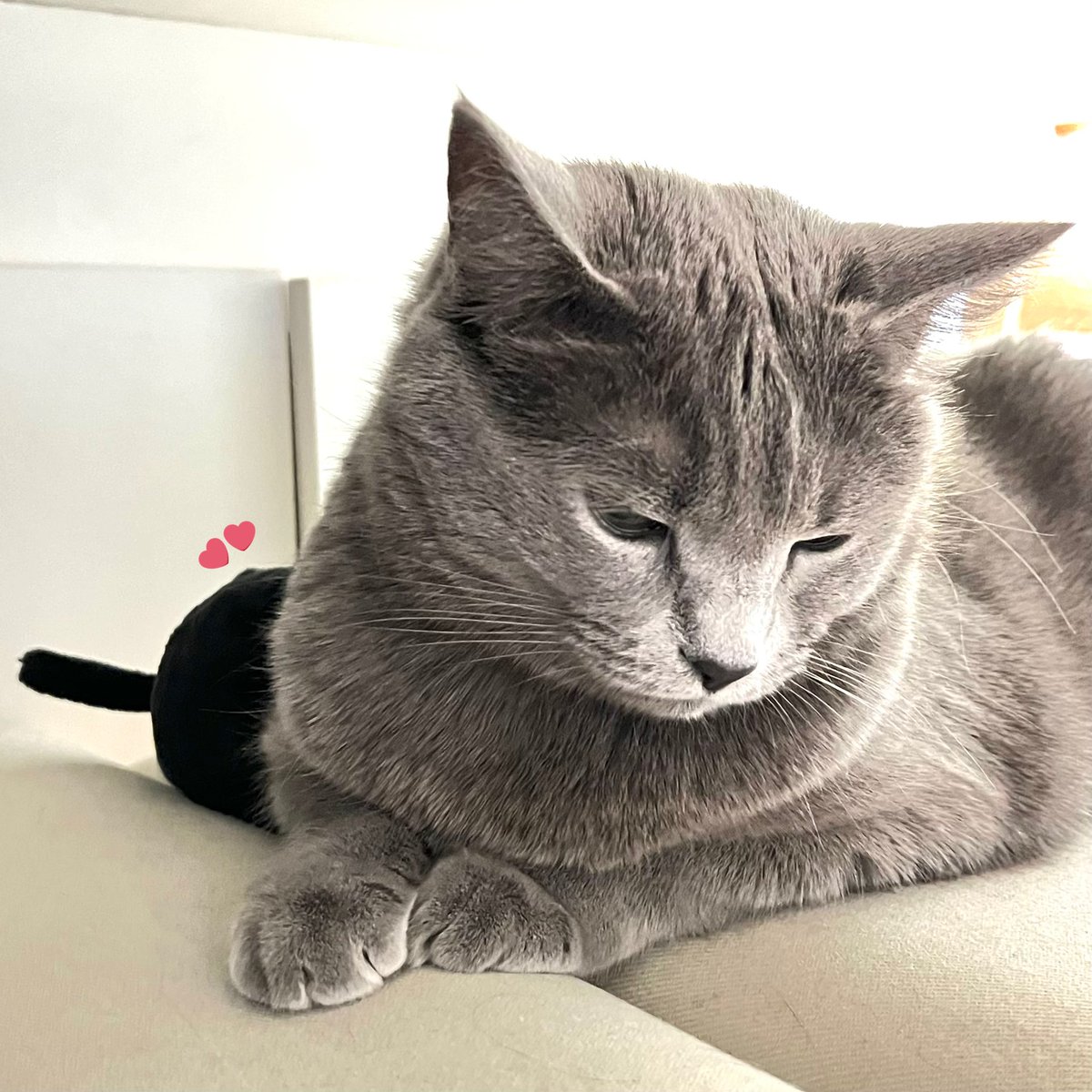 고양이.. 그리고 고양이🐈‍⬛
냥이들이랑 행복하겠습니다 깽냥이 잡아 묵어야지🖤 깽냥이 사랑해 깽냥이 소중해 깽냥이 귀여워♡ 

<a href="/kkaengnyang/">깽냥</a>