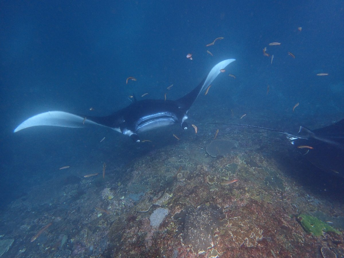 EnaKetut's tweet photo. Please come and dive with us https://t.co/6W1NxlC3Kb #scubadiving #scubadiver #adventure https://t.co/16QtmKdQta
