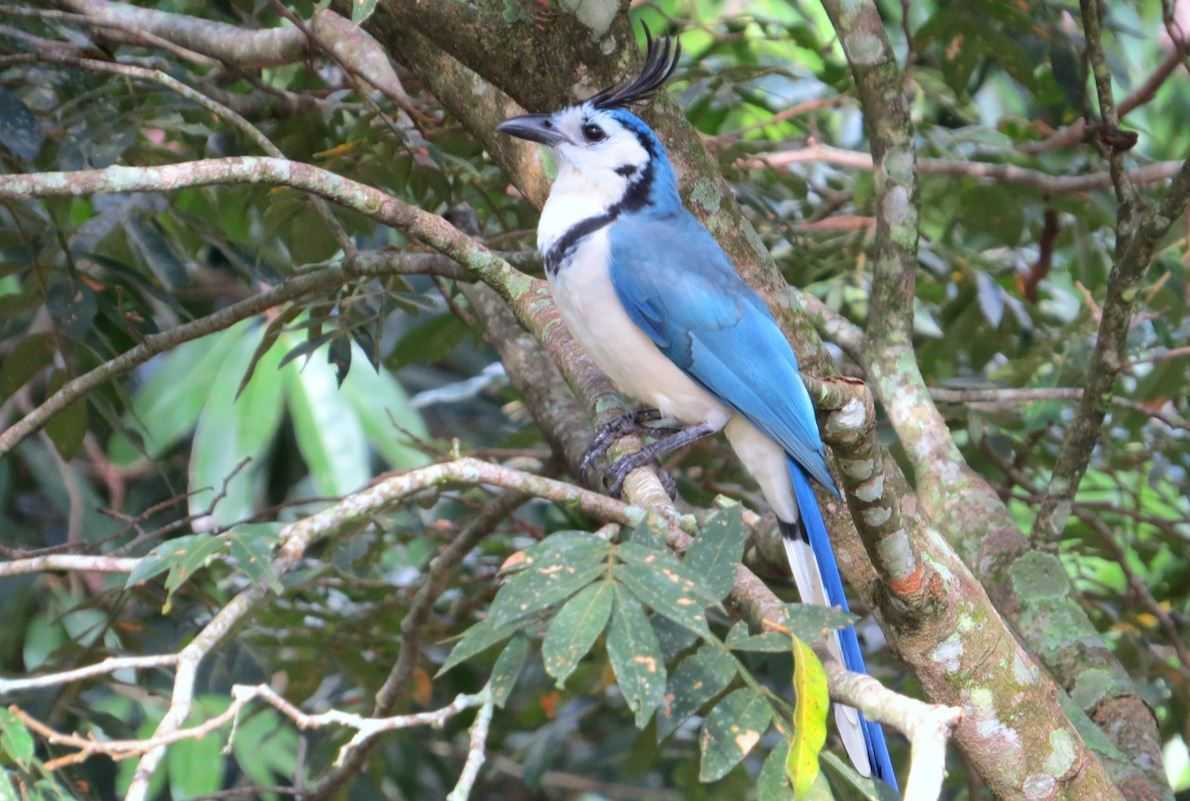 El Salvador Birds Julio Acosta on Twitter "URRACA COPETONA