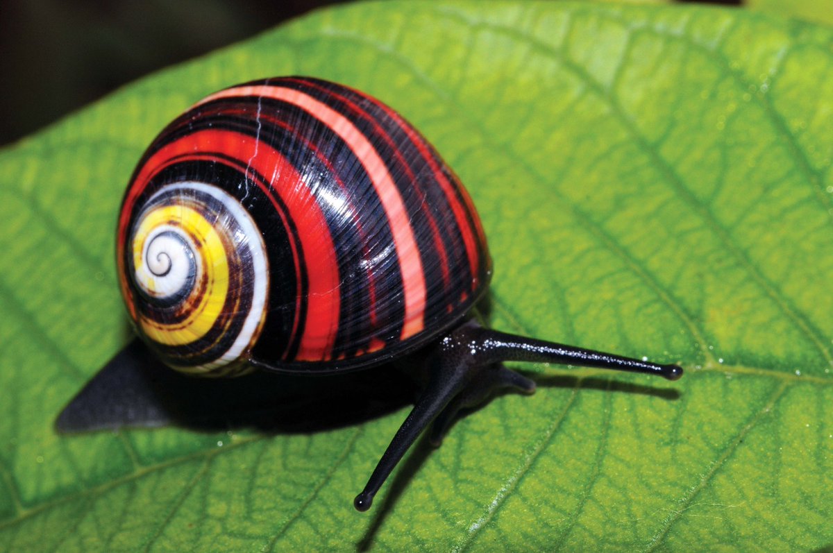 DiazCanelB's tweet photo. Hemos ganado y era sabido: tenemos el caracol más bello del mundo. Nuestra Polymita Picta es el Molusco del año 2022.
¡Así es #Cuba! https://t.co/aKZ3V0d4fb