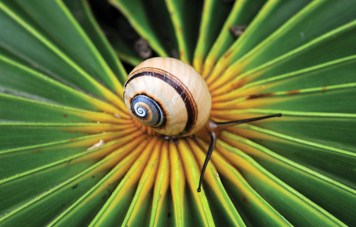 DiazCanelB's tweet photo. Hemos ganado y era sabido: tenemos el caracol más bello del mundo. Nuestra Polymita Picta es el Molusco del año 2022.
¡Así es #Cuba! https://t.co/aKZ3V0d4fb