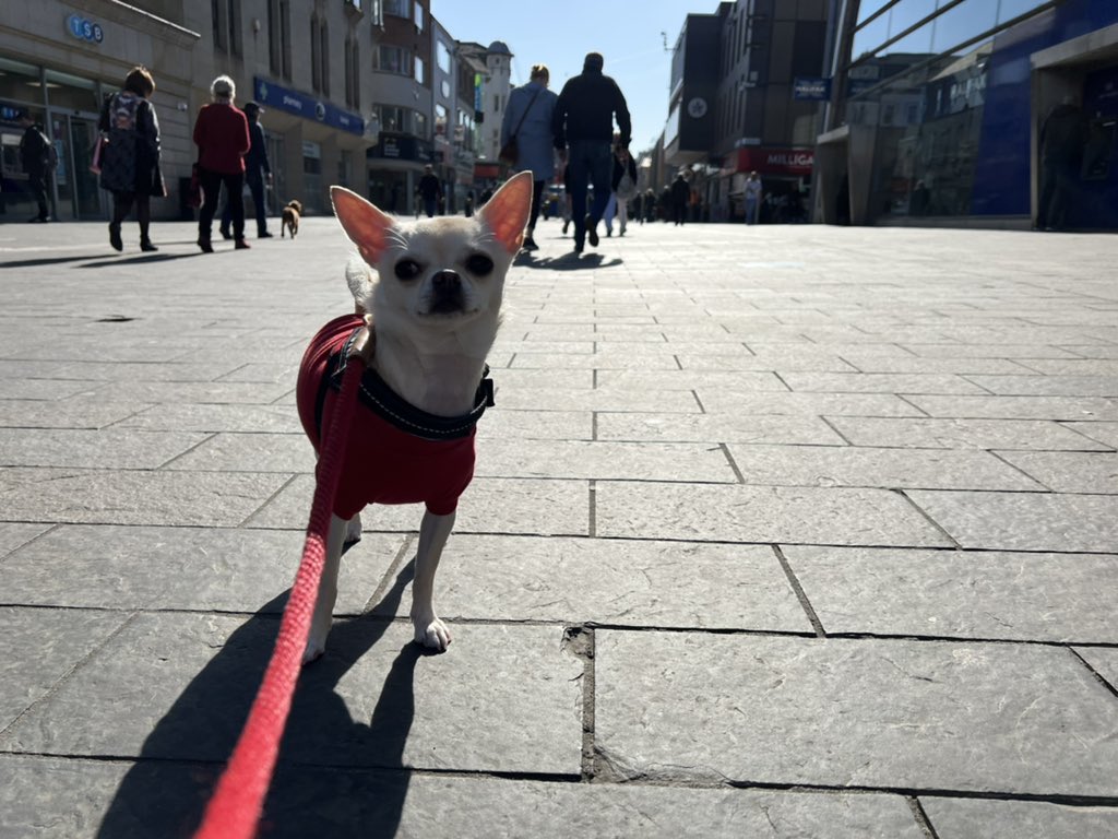 jimscottjourno's tweet photo. Saturday stroll
#DogsofNewcastle https://t.co/qqT9UosULQ