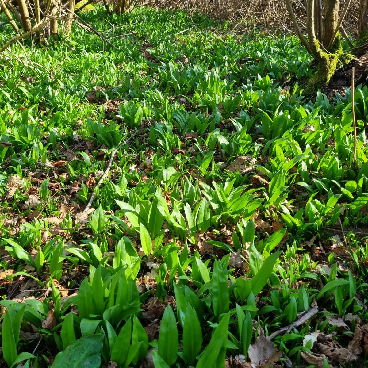 wildfoodboy's tweet photo. Early start 4.30 am &amp; what a day to go stalking the woods are alive at this time of year with bird song, wild garlic is just coming into its own &amp; a deer for the larder whats not to love #britishcountryside #deerstalking  #wildgarlic #feildtofork #proseriesknives #flintandflame https://t.co/9dWAqWKKcB