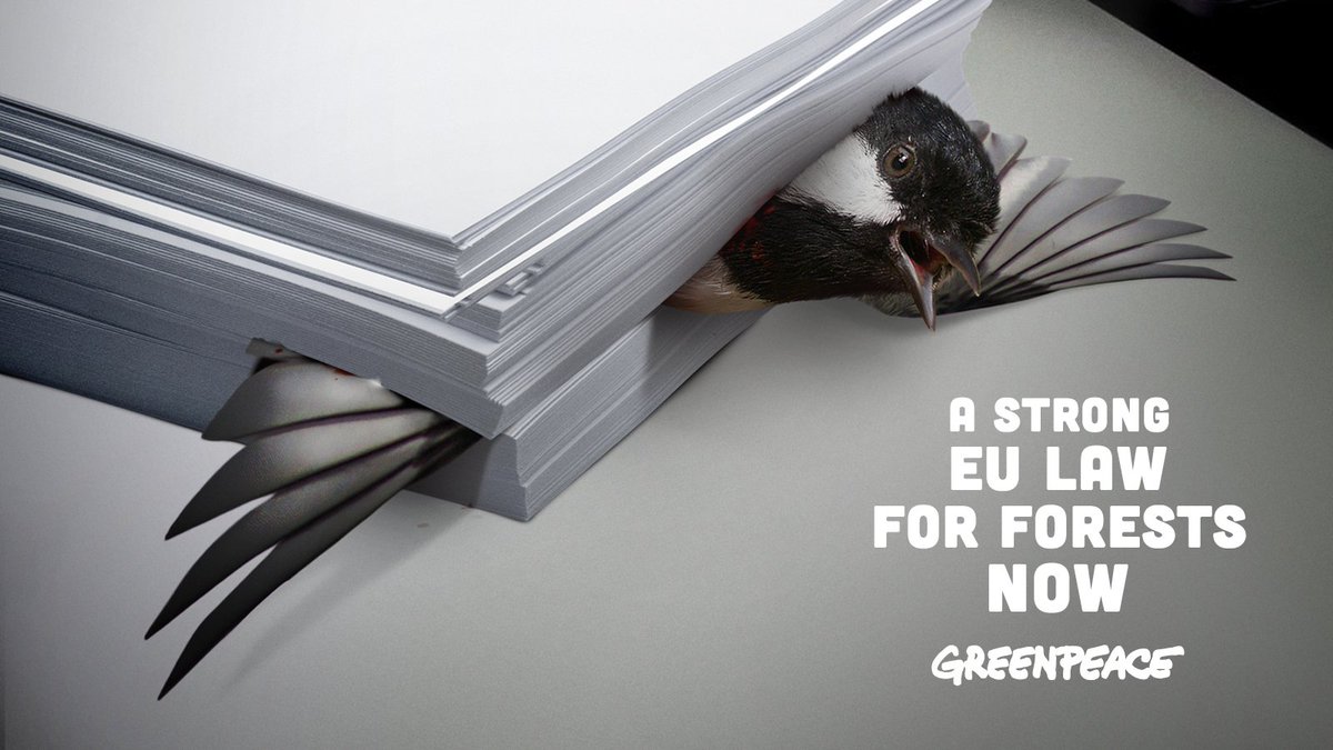 Greenpeace_ITA's tweet photo. Oggi è la #GiornataInternazionaledelleForeste, fondamentali per la salute del Pianeta e la lotta ai cambiamenti climatici. 
Tra il 2015 e il 2020, abbiamo perso circa 51milioni di ettari di foreste: un'area delle dimensioni di un campo da calcio ogni 2 secondi! #Together4forests https://t.co/QbQ2FHeAtE