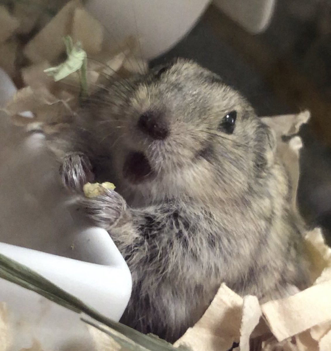 talkingcat111's tweet photo. ｱｰ🐭
#ステップレミング ＃ハムスター ＃エキゾチックアニマル ＃小動物 https://t.co/m8VoGwXXIR