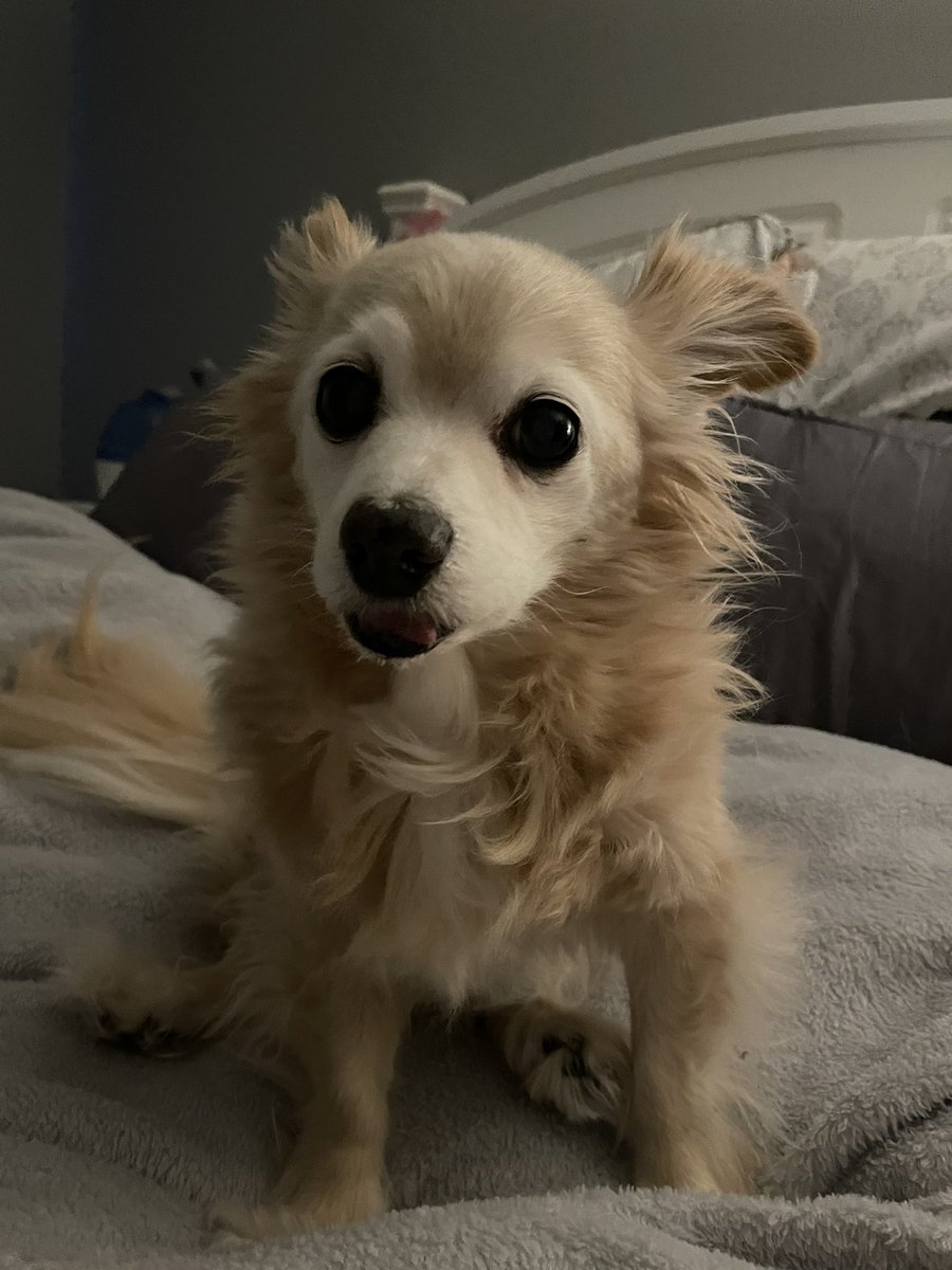 andie_paws's tweet photo. Hi frens, I’m in a bit of trouble this morning after repeatedly waking mama up last night just so I could go outside and look around and sniff stuff. She says I have my days and nights mixed up. 🙄 So now I have very limited naps today, and no sleeping all day🐶 https://t.co/ko8GZ8Z6KX