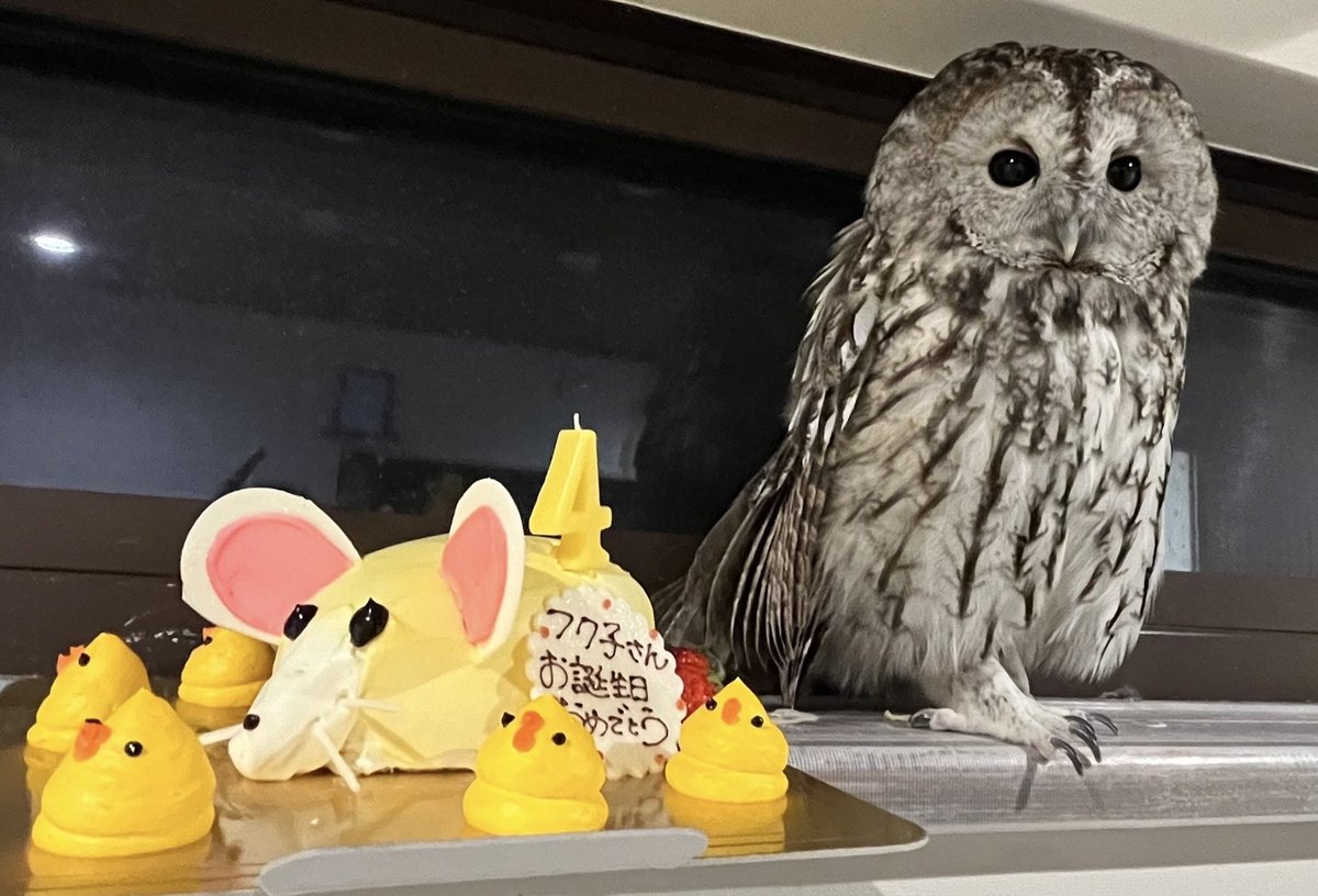 silverFukuko's tweet photo. 3/4日はふく子さんの4歳のお誕生日でした(o´艸`)

今年はネズミ＆ヒヨコケーキをプレゼント🎉 https://t.co/36wwaQN93w