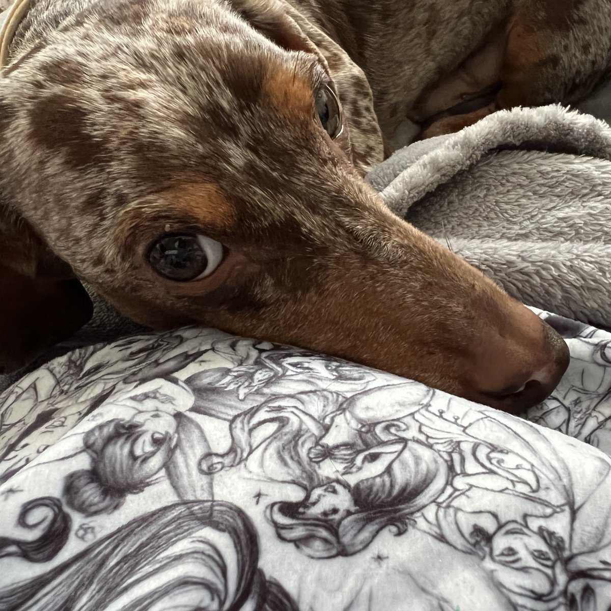 shemadeituk's tweet photo. Momma I #love you SO much…
We don’t deserve #dogs 💕
#SausageDog #dachshund #doxie #daxie #wienerDog #instadog #dogstagram #instasausage #dog #pets #WeekendVibes #CoffeeTime https://t.co/MAWkFN7WgT