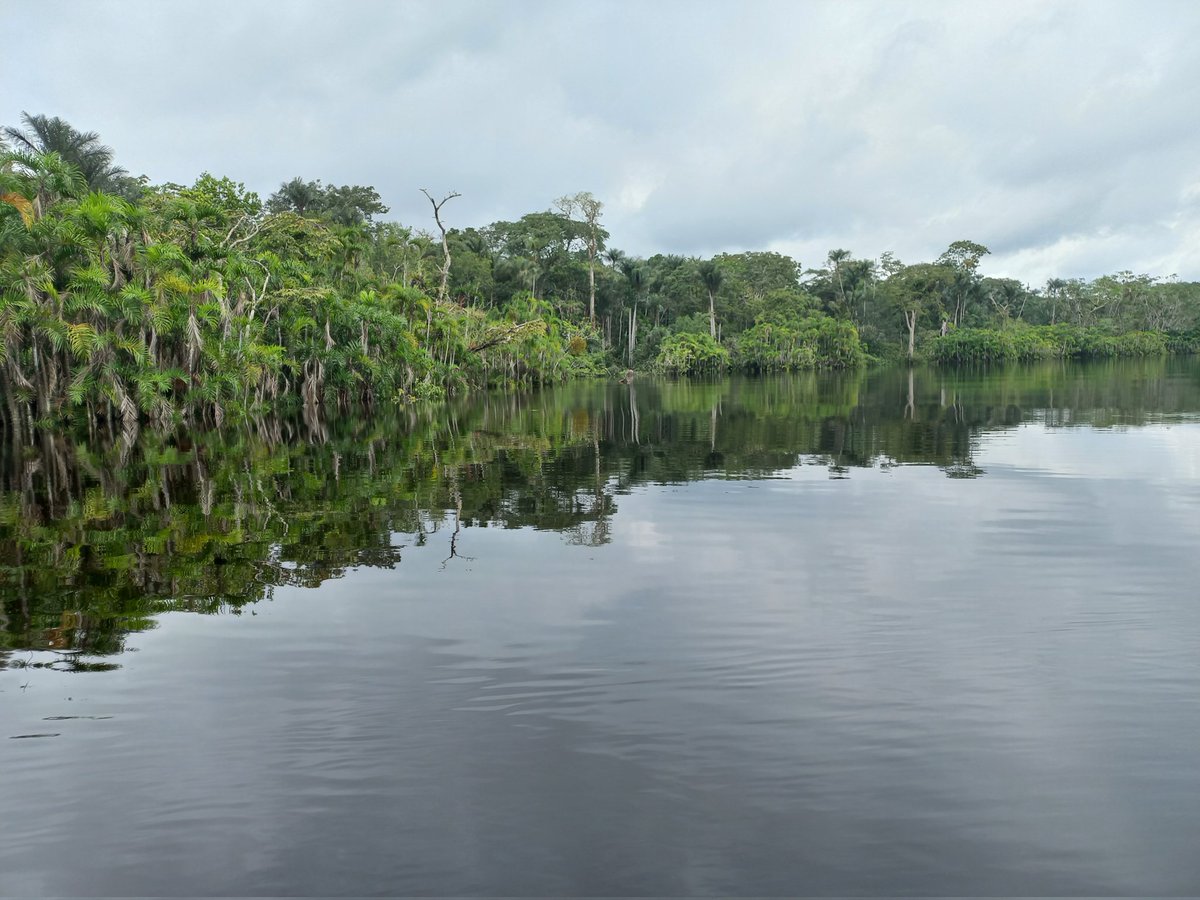 sbenitezponce's tweet photo. Un recorrido por ríos Amazónicos en la cuenca del Napo aprendiendo sobre la pesca. Ríos maravillosos, ríos de vida. Necesitamos más trabajo para se mantengan libres, limpios, con pesca sostenible #rioslibres #rioslimpios #riosdevida https://t.co/OdC8JRFmAL
