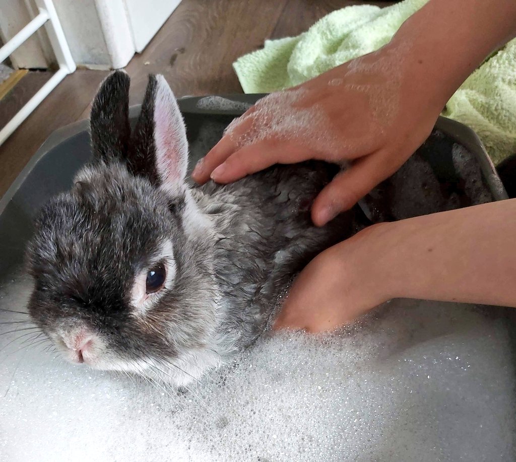 Hopenlesmyth's tweet photo. Still can't quite believe the hole something so small could have left in all our hearts.

He wasn't just a pet, he was family.

He helped us all through some incredibly hard times.

Taught the kids a lesson in love, care, gentleness.

Tink was one special Rabbit.

#RIPTink xxx https://t.co/ArOapKYEdU
