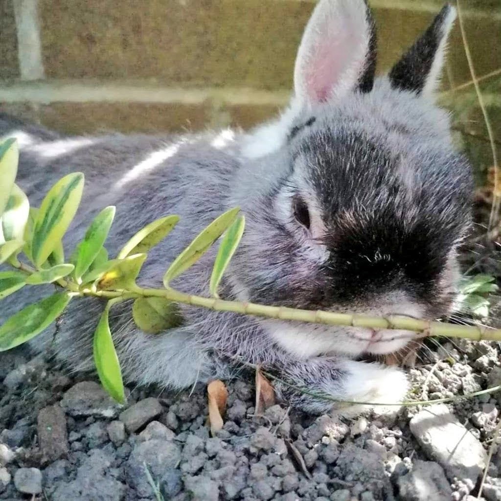 Hopenlesmyth's tweet photo. Still can't quite believe the hole something so small could have left in all our hearts.

He wasn't just a pet, he was family.

He helped us all through some incredibly hard times.

Taught the kids a lesson in love, care, gentleness.

Tink was one special Rabbit.

#RIPTink xxx https://t.co/ArOapKYEdU