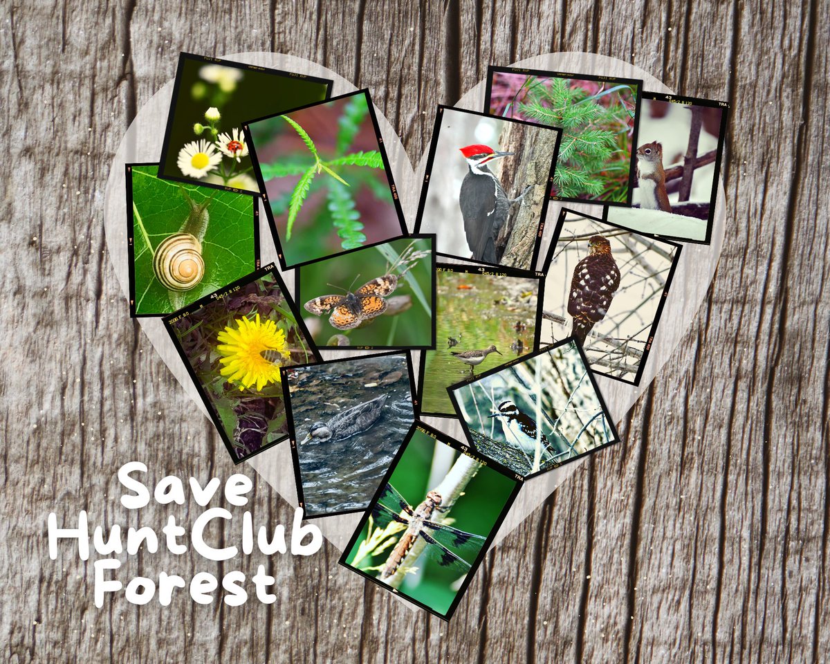 feathermoss's tweet photo. Right!?….🥺🌲♥️🌎🆘
The fate of the planet TBD..
With great power, comes great responsibility @s_guilbeault @OmarAlghabra …you don’t work at a department store… every overlapping problem IS YOUR PROBLEM!! #liberalmandates make #urbanforests your priority! #SaveHuntClubForest https://t.co/p0hAFjAkXP