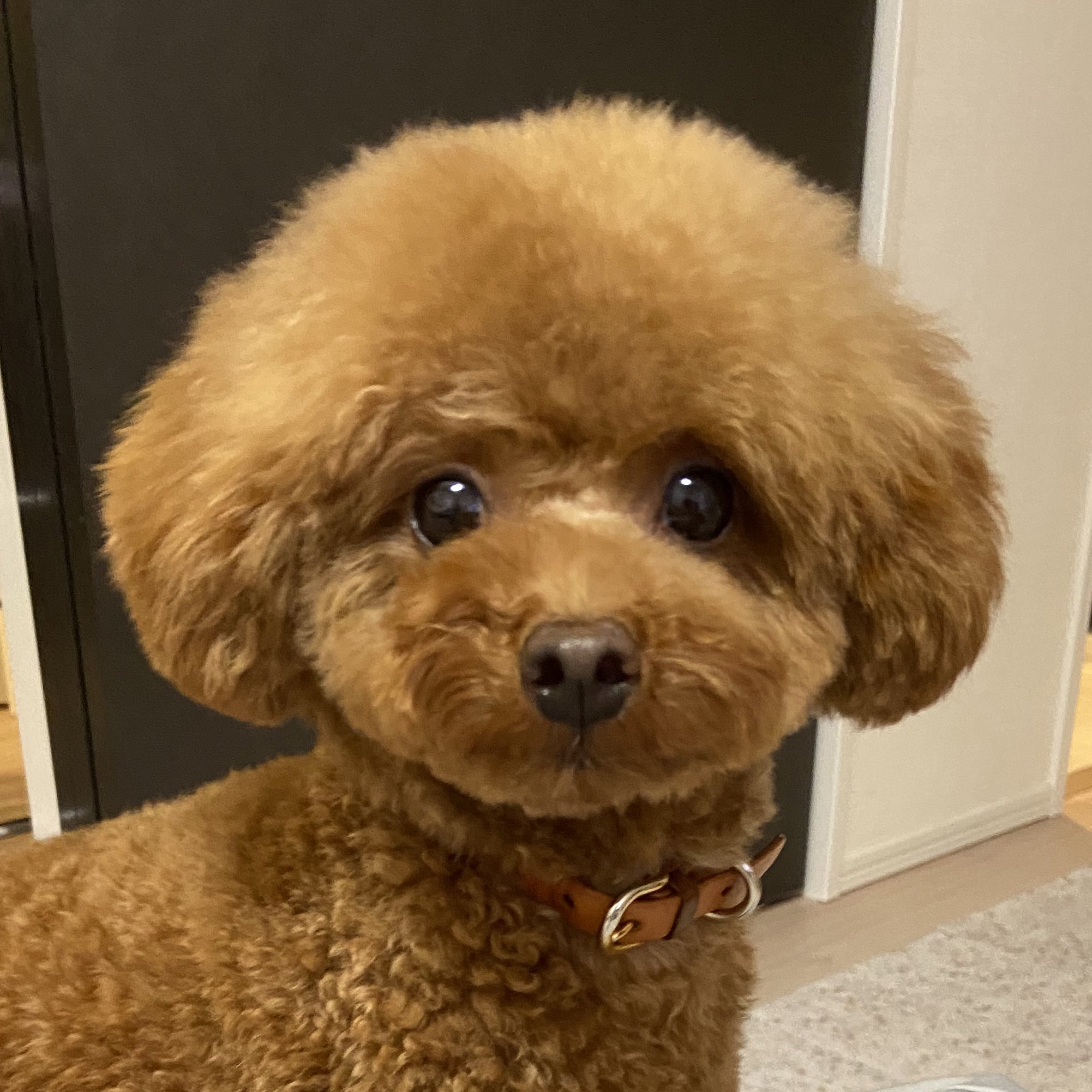 トイプードルのからあげくん Toypoodle Kara Twitter