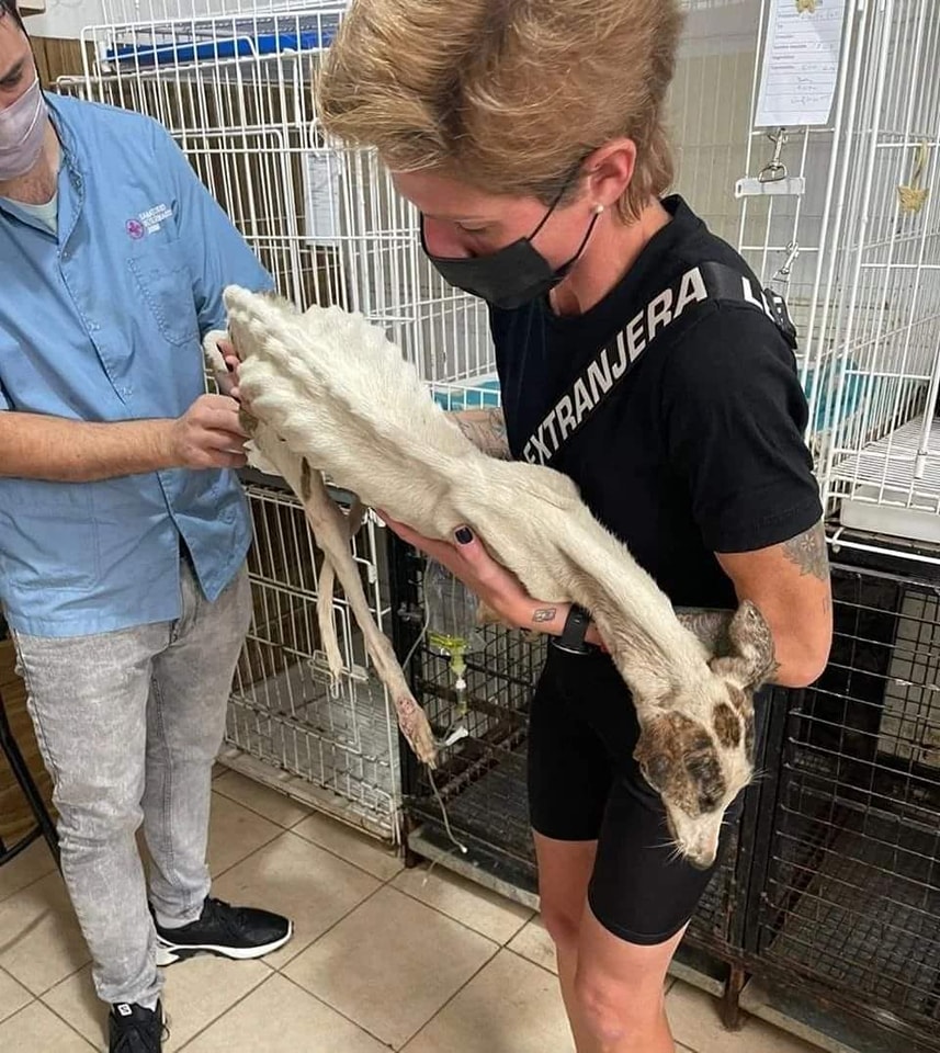 DanydanBoubou's tweet photo. Tout continue.. nous en sauvons des centaines mais des centaines d'autres arrivent..
Sauvetage de galgos espagnols,  une honte, et honte à l'Europe qui cautionne https://t.co/Z8ySGzuSaN