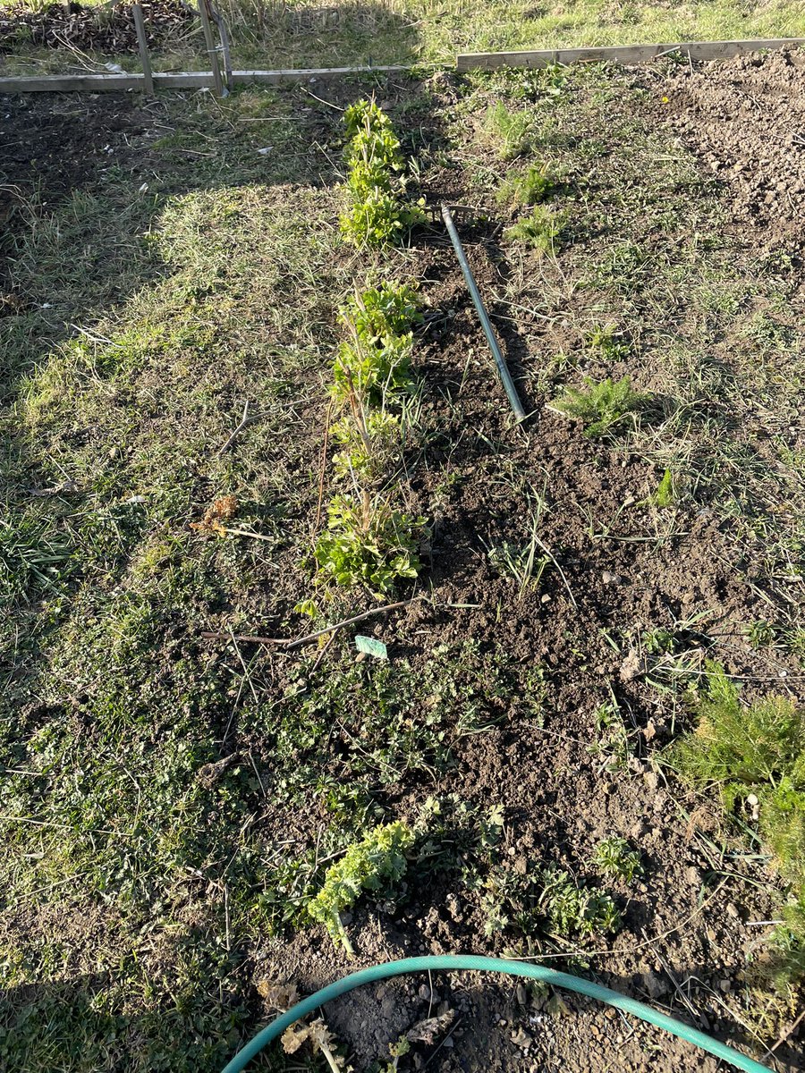derbyshireveg's tweet photo. QUESTIONβ
We have a bed with leftover celery and fennel in (it died back over the winter). It's beginning to grow back - should I leave it and will it be any good to eat this year?
Thank you!
πΆπ₯π₯¬π₯¦π₯π₯ππ½π₯π π§π§
π
π«
#allotment #allotmentuk #growyourown #haveagrow https://t.co/DdFJ4Tg1we