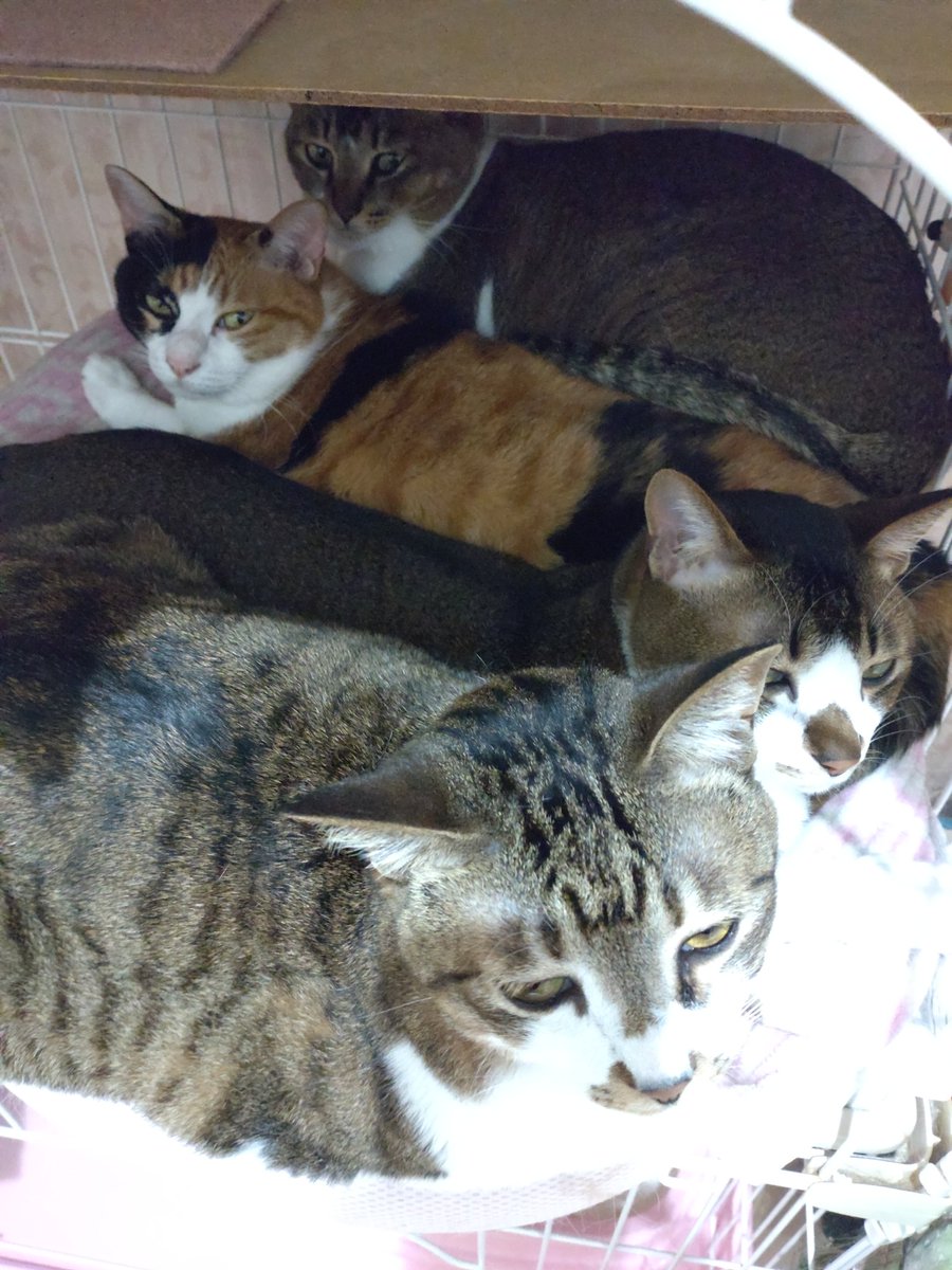 chikatulip's tweet photo. キレイに全員が並んでた
#猫好きさんと繋がりたい 
#猫　#ねこ https://t.co/Mzpz91l5Uv