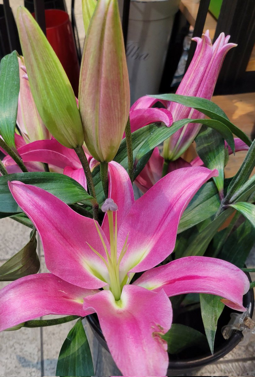 blossom_shops's tweet photo. It's the weekend, if you are out shopping pop in and get yourself some #flowers because you deserve them ! 

#flowershop  #bedfordNS #halifax #dartmouthns #windsorNS #sackvilleNS https://t.co/mV7MPcYUAd