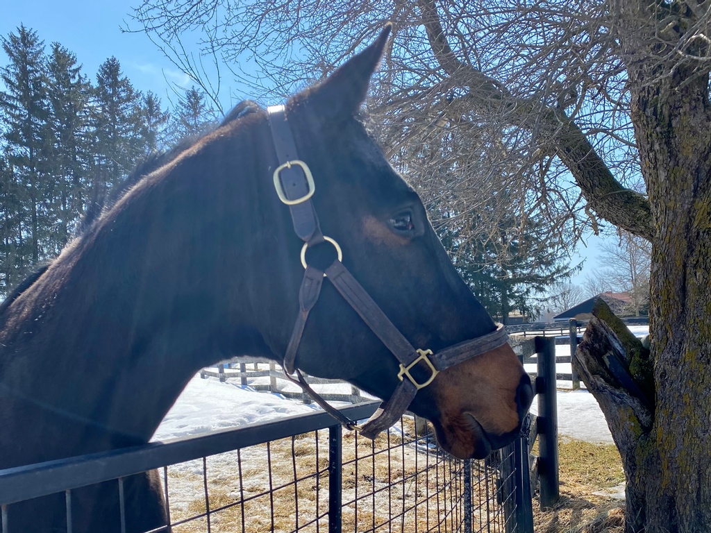 LongRunTB's tweet photo. Just Bank It, a 12yr old gelding, by Vibank out of Justjoriser, is a kind and affectionate horse. He never raced due to an injury and, unfortunately, will never be rideable. ⁠He is living with us at our Hillsburgh farm amongst our sanctuary herd. 
#ottb #thoroughbred #longrun_tb https://t.co/WLdrahO3C9