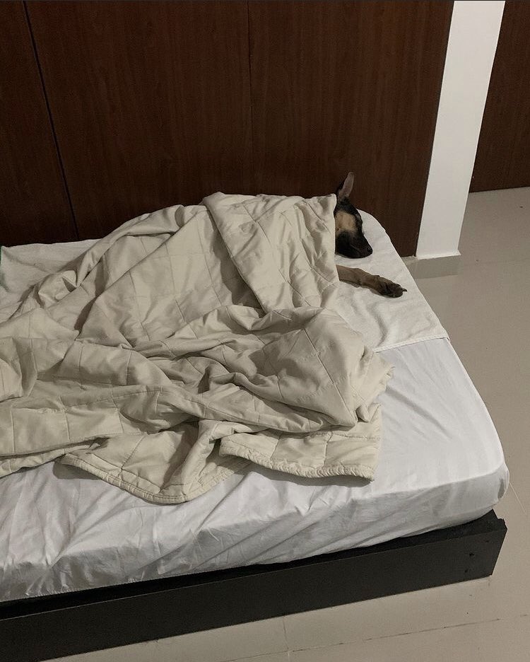 EspinosaMike1's tweet photo. Sleep tight Star✨#Animallover #Doglover https://t.co/Gdo1l91cdL