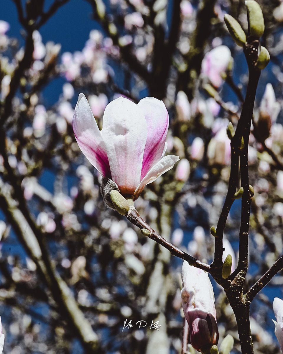 MrPKalu's tweet photo. For the record, can I say how glorious it is today! #ThankfulForSmallThings #MagnoliaTree https://t.co/wCoCq5XVpd