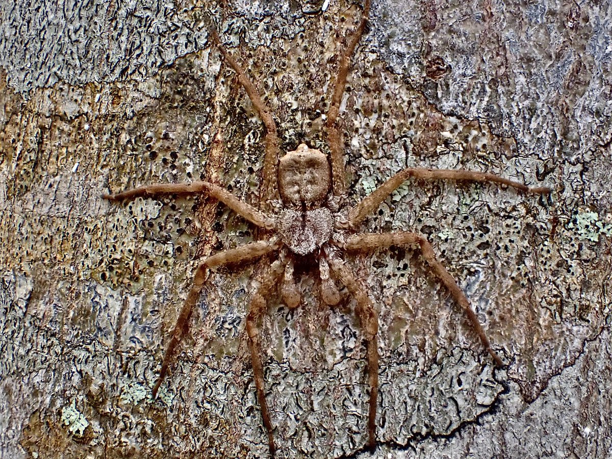 Selenopidae, a dorsoventrally flattened group of spiders referred to as “flatties.” Virtually invisible had I not startled it into a contrasting tree.