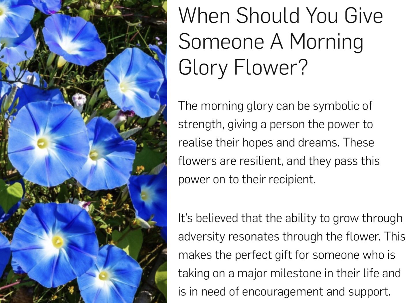 Rileslit🖤 on Twitter: "GMornin' Glories!! https://t.co/r82rvJwpPf