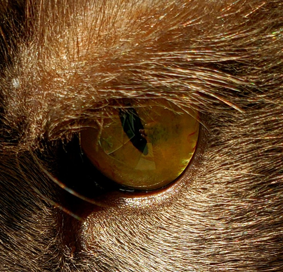 actbio_art's tweet photo. #beautiful #editedphoto of a #MackyD #eye ! If you look closely you can see my hand reflecting in his eye!
#beautifuleye #CatsOfTwitter #catsofinstagram https://t.co/toRNLYpepl