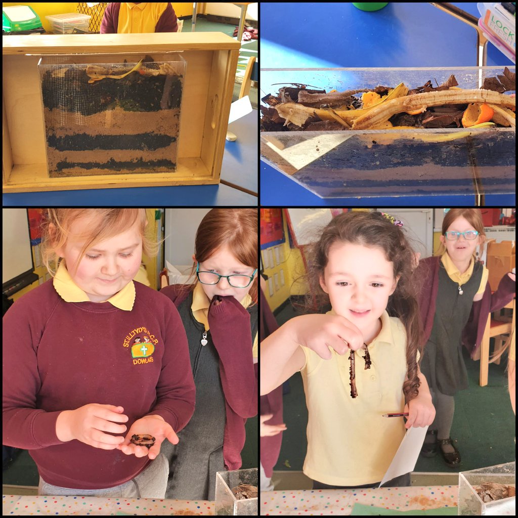 Illtyds_RC's tweet photo. To end our #ScienceWeek yr1/2 had a brilliant hands-on activity creating a #wormery that brought science to life and helped them learn all about what goes on underground #AweAndWonder @EcoSchoolsWales
#SIPscience #Article29 @StuartRRSA @AandSencounters https://t.co/3SD7BTmwOs
