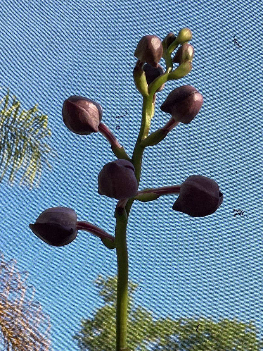 Anticipation…#vanda #orchids #tropicalgarden