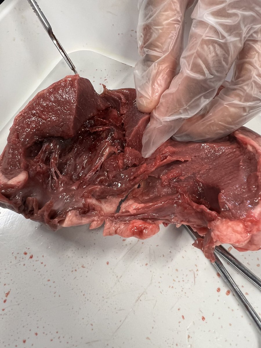 Mrs Javed tweet media