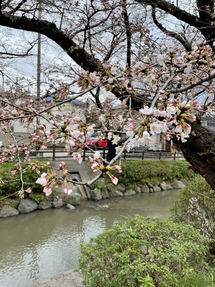 川崎市多摩区 いよいよ桜が咲き始めました 3月26日に 第17回 多摩川桜のコンサート が開催されますよ 号外net 川崎市多摩区