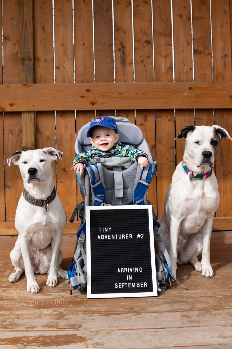 Wrigleyandlulu tweet media