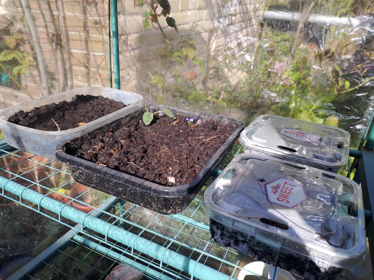 Daar staan ze dan, lekker warm in de mini-kas: de eerste geplante zaadjes van het jaar! Bijenmix, Afrikaantjes, winde en nog wat ondefinieerbare frummels waar vast iets moois uit komt. 🌱🌻