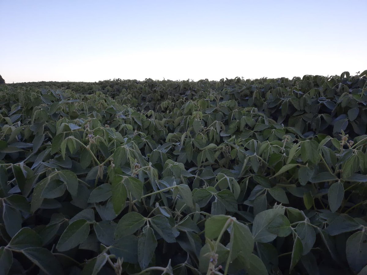Se adelantó un poco El otoño! #heladas Olavarria 🥶❄️   Alegría en #TeamInvierno