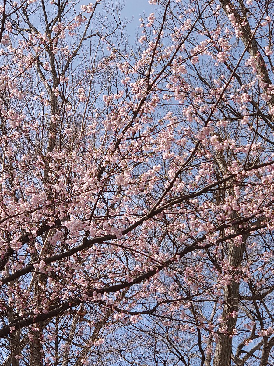 こんばんは🙇三連休如何お過ごしですか?ランチを兼ねて近場を散策してると桜🌸モクレンが咲き始めてました🤗🌸👍何となく心が弾むこの時期が一年で一番好きです🤗卒業、入学、入社、転職といろいろな転機でもあるこの時期ですが、全ての人々に幸多き事を願っております🤗🙇#開花 