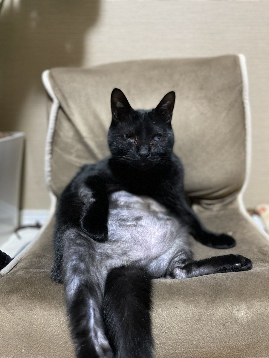 saaan3t's tweet photo. なんか貫禄出てきたねぇ🐈‍⬛ https://t.co/w5l2YLMNQv