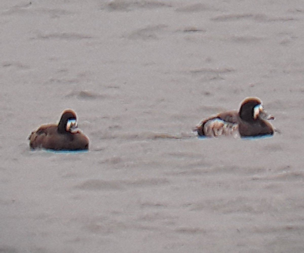 biobirdnerd's tweet photo. 100th species of 2022: #GreaterScaup (right)! Probably my least favorite sp. to search for in Kendall b/c: 1) they look nearly identical to #LesserScaup (left), 2) 99.99% scaup here are LESC, 3) it's inevitability cold, windy, &amp; rainy when they migrate through. #birderproblems https://t.co/uqXR1T3TwL
