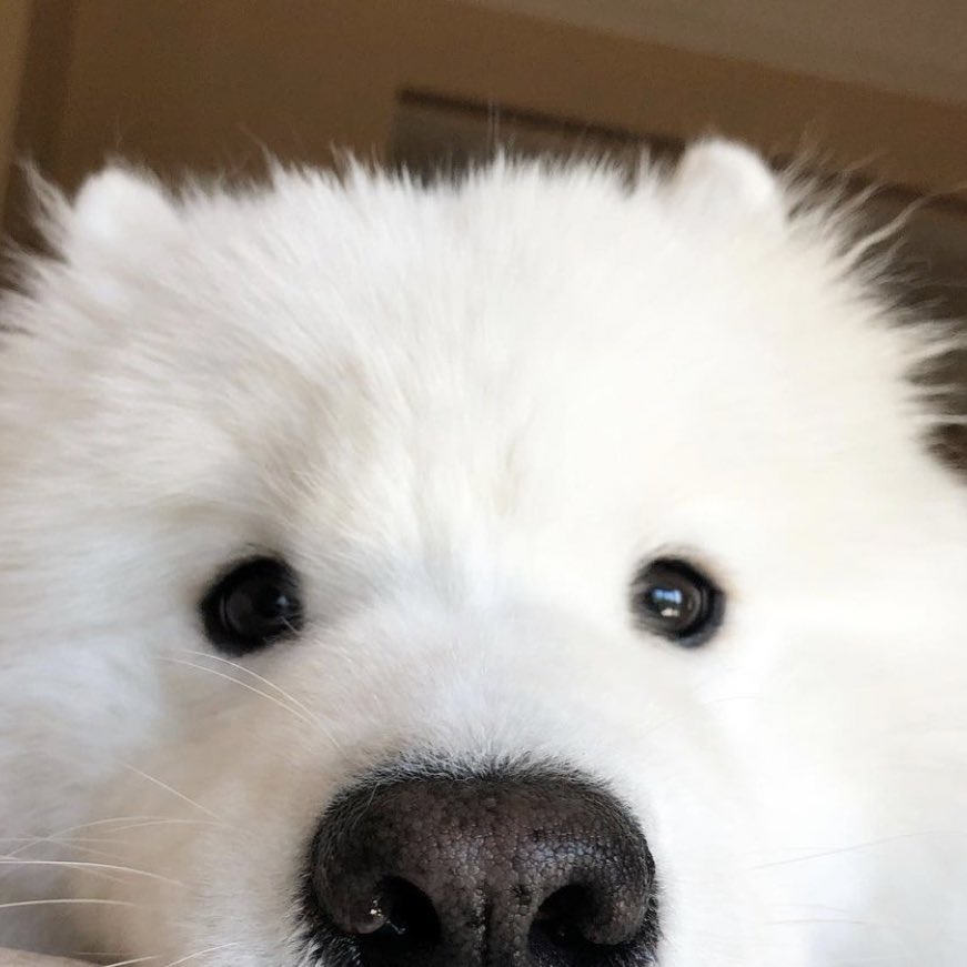 LeeJeno_IDN's tweet photo. Same vibe 🐶🐾 https://t.co/dMpnODTDx6