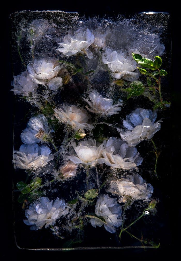 MeleklerinSesi's tweet photo. 🎨Resmin 🖌️Şairleri
🌸 #BruceBoyd işini bırakıp kamera almak için her şeyini sattı.
Şimdi buzda sıkışmış çiçeklerin tablo gibi görünen çarpıcı fotoğraflarını çekiyor. https://t.co/V7EN3aw4zJ