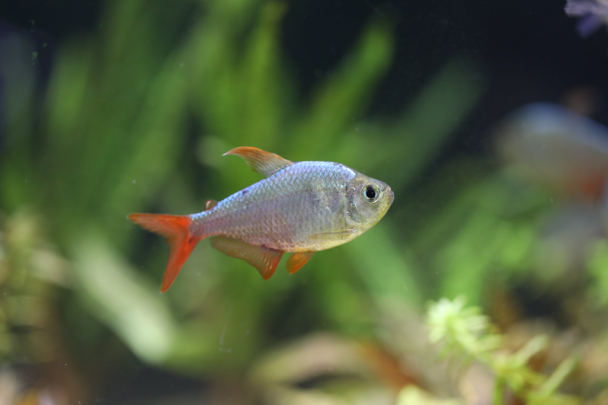 コロンビアレッドフィン Twitter Search Twitter