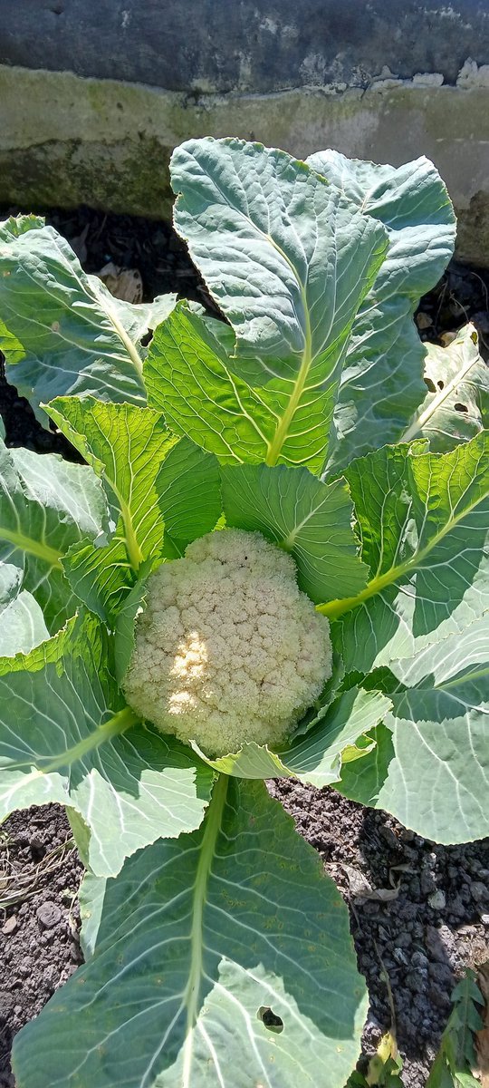 Look what been hiding in my allotment... How sneaky... #GardeningTwitter #SpringBreak #SpringEquinox