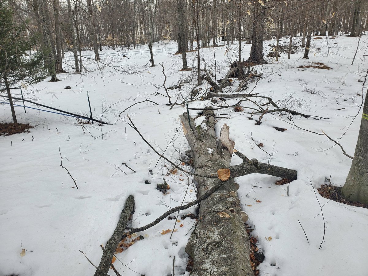 yooperforestry's tweet image. This beech tree failed and took out our wet/dry maple mainline system because of beech bark disease. The loss of beech in our woods means one less mast crop for our squirrels, birds, deer, bear etc. And an overall decline in tree species diversity!