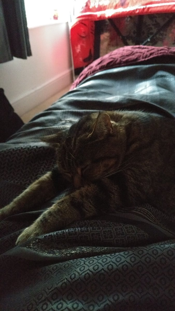 TabathaTabby10's tweet photo. Caturday night! 😻😻😻😻😻😻😻😻😻 https://t.co/5obSrwgBJ1